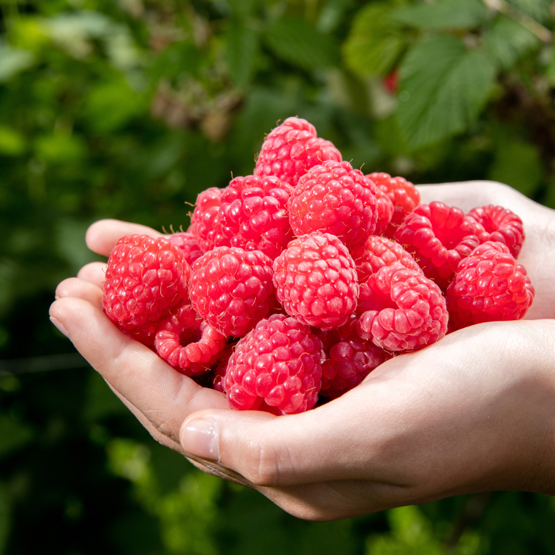 Wild Raspberry & Nettle Lip Balm