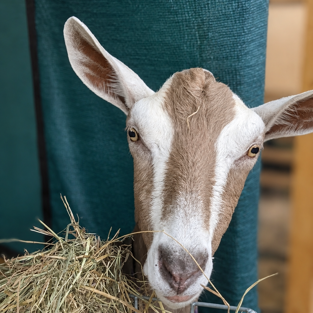 A close-up of a brown and white goat eating hay from a metal wire basket in front of a dark green textured backdrop.