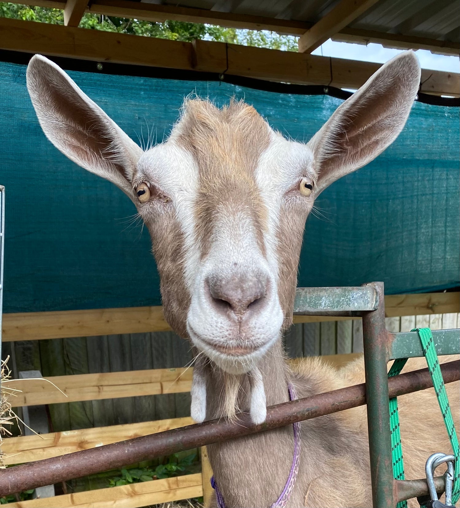 close up potrait of a toggenburg dairy goat