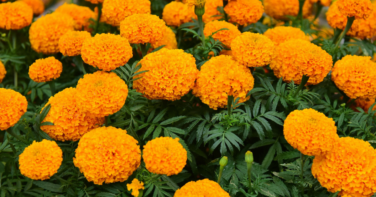 Close-up of dense marigold flowers with bright orange blooms and green foliage filling the frame.