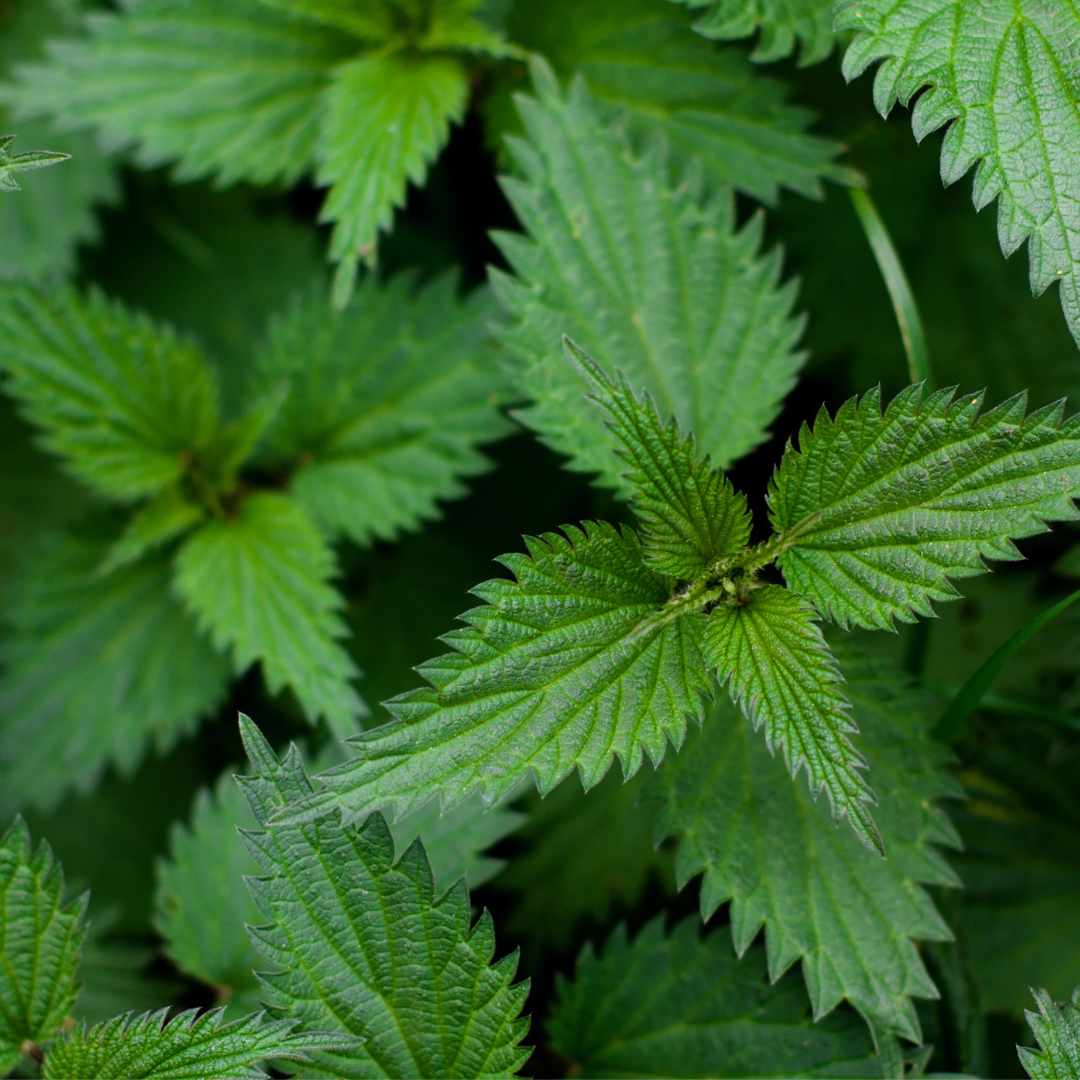 Wild Raspberry & Nettle Lip Balm