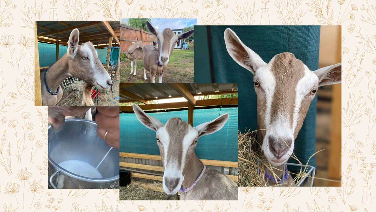 A collage of five photos showing a brown and white goat from different angles, along with a hand holding a metal bucket of milk on a farm. The photos are arranged on a beige background with a delicate floral pattern.